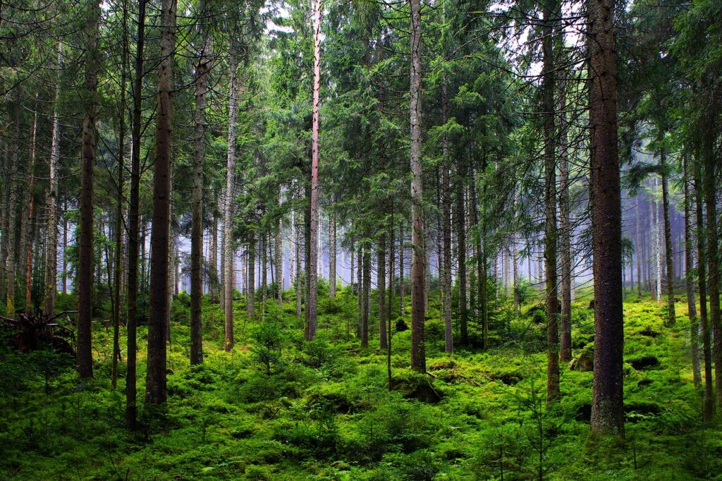 Dark Forest with Green Ferns